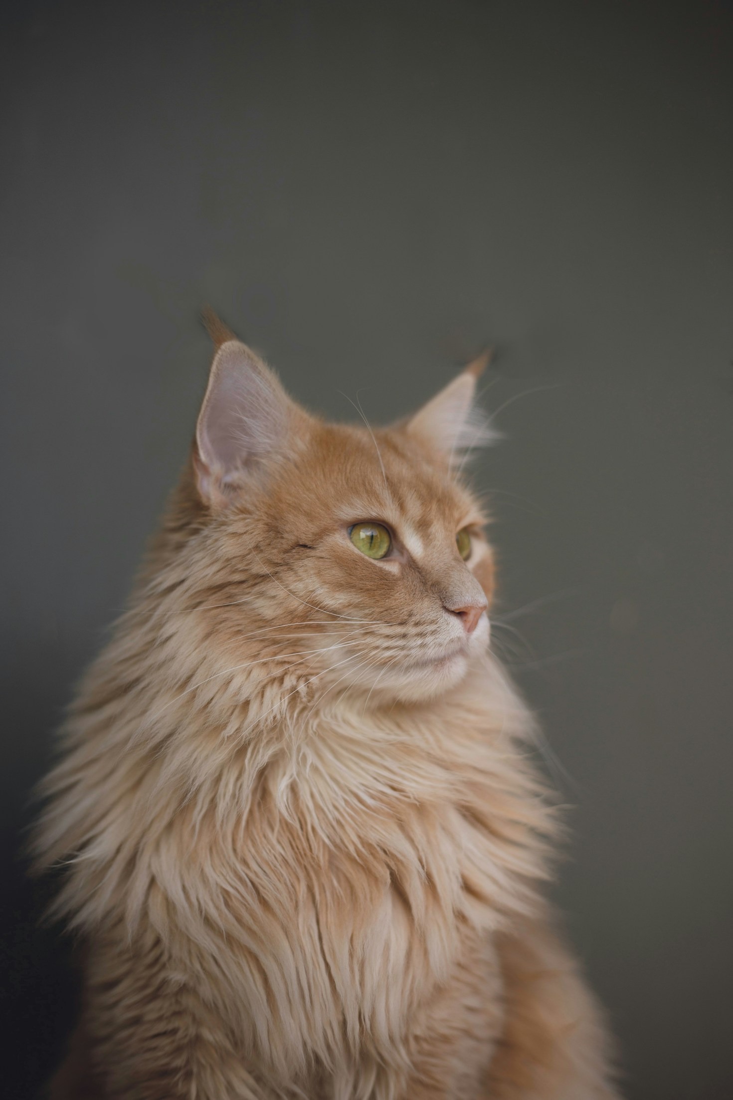 The Science Behind Cats Outsmarting Robots