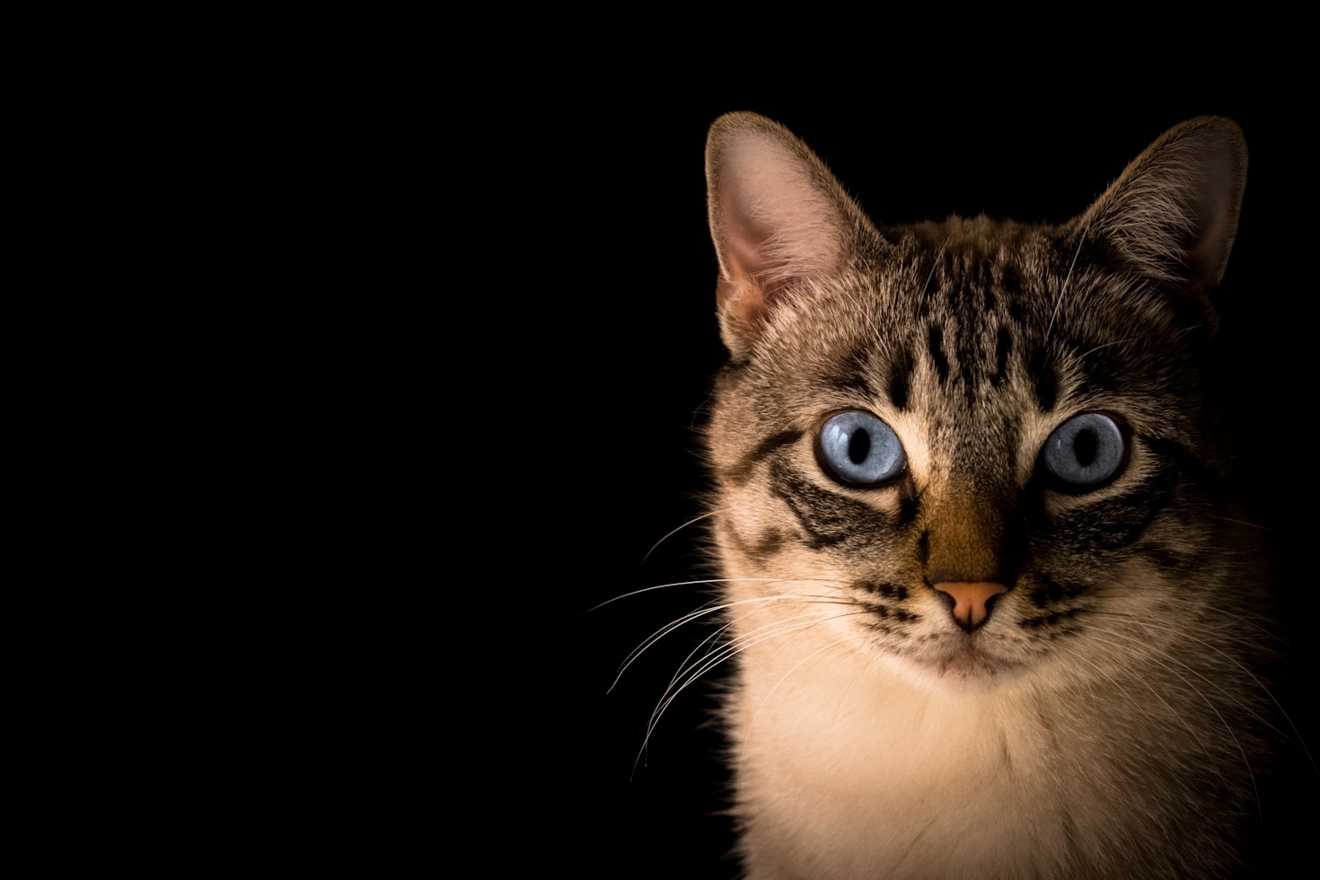 Top 5 Cat Tactics Against Robots