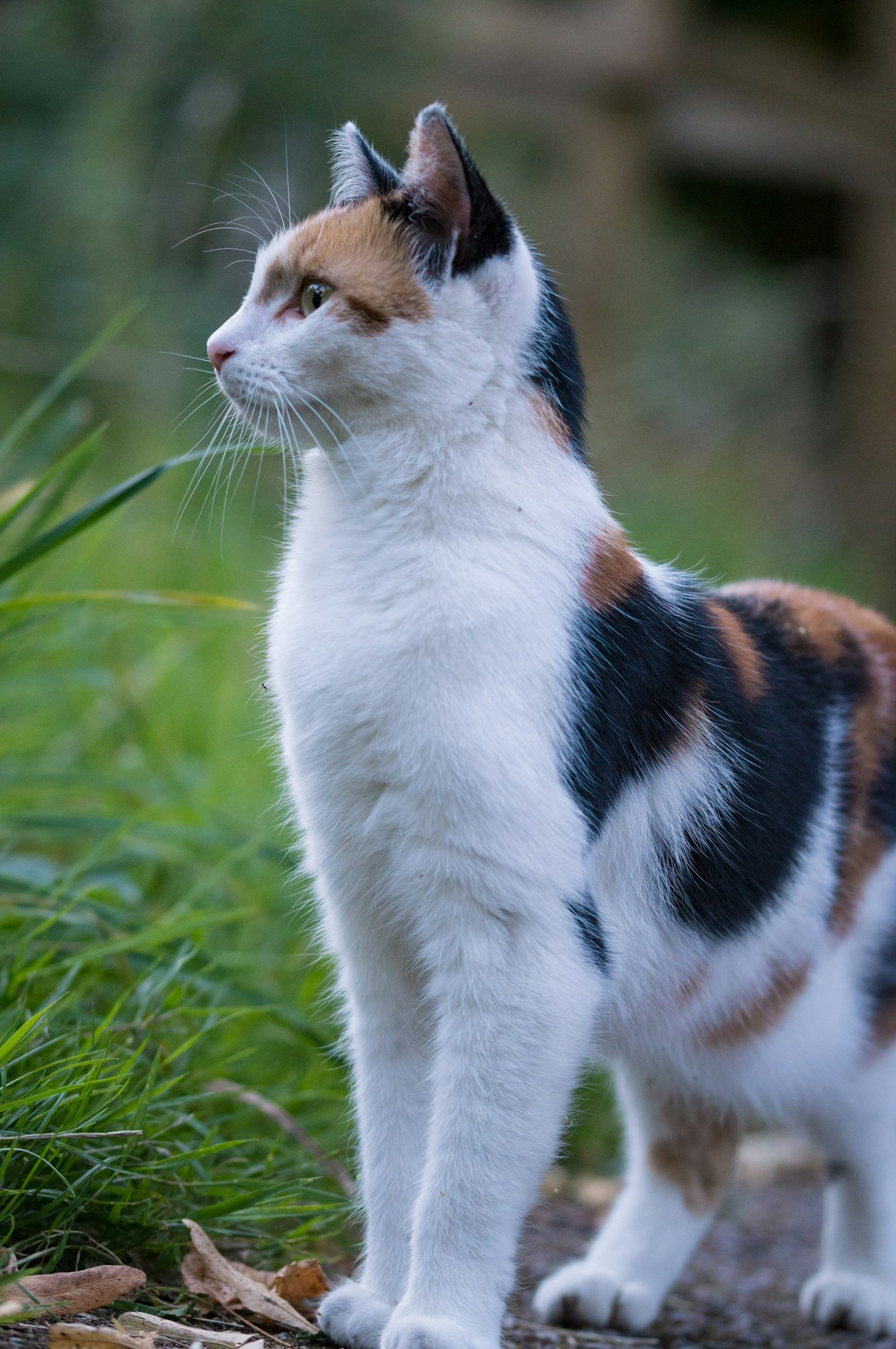 Lessons Robots Can Learn From Cats